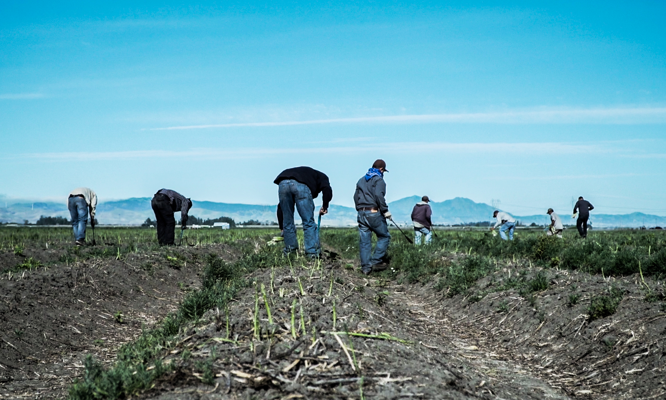 San Joaquin County Asparagus Festival will go on, despite near